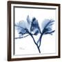 Indigo Orchid-Albert Koetsier-Framed Art Print