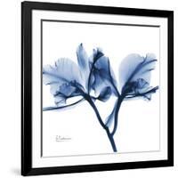 Indigo Orchid-Albert Koetsier-Framed Art Print