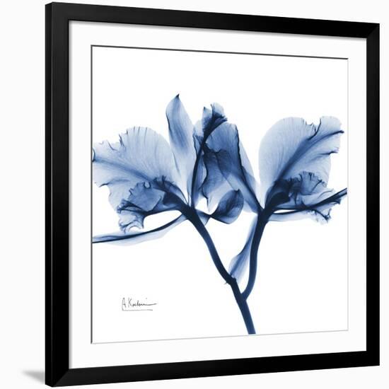 Indigo Orchid-Albert Koetsier-Framed Art Print