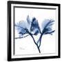 Indigo Orchid-Albert Koetsier-Framed Art Print