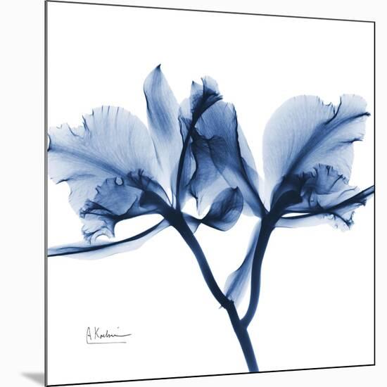 Indigo Orchid-Albert Koetsier-Mounted Art Print