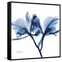 Indigo Orchid-Albert Koetsier-Framed Stretched Canvas