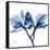 Indigo Orchid-Albert Koetsier-Framed Stretched Canvas