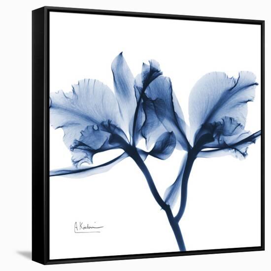 Indigo Orchid-Albert Koetsier-Framed Stretched Canvas