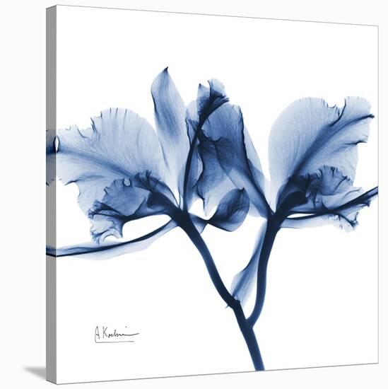 Indigo Orchid-Albert Koetsier-Stretched Canvas