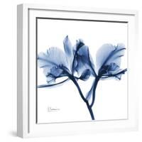 Indigo Orchid-Albert Koetsier-Framed Art Print