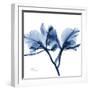 Indigo Orchid-Albert Koetsier-Framed Art Print