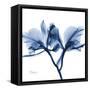 Indigo Orchid-Albert Koetsier-Framed Stretched Canvas