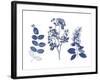 Indigo Pressed Florals I-Studio W-Framed Art Print