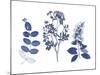 Indigo Pressed Florals I-Studio W-Mounted Art Print