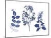 Indigo Pressed Florals I-Studio W-Mounted Art Print