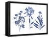 Indigo Pressed Florals II-Studio W-Framed Stretched Canvas