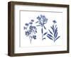 Indigo Pressed Florals II-Studio W-Framed Art Print