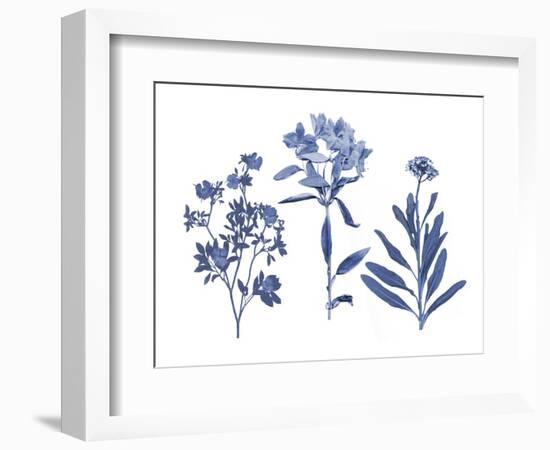 Indigo Pressed Florals II-Studio W-Framed Art Print