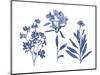 Indigo Pressed Florals II-Studio W-Mounted Art Print