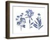 Indigo Pressed Florals II-Studio W-Framed Art Print