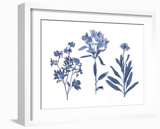 Indigo Pressed Florals II-Studio W-Framed Art Print
