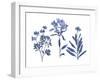 Indigo Pressed Florals II-Studio W-Framed Art Print