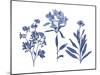 Indigo Pressed Florals II-Studio W-Mounted Art Print