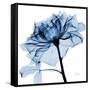 Indigo Rose 2-Albert Koetsier-Framed Stretched Canvas