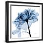 Indigo Rose 2-Albert Koetsier-Framed Art Print