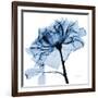 Indigo Rose 2-Albert Koetsier-Framed Art Print