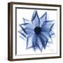 Indigo Rose Petals 1-Albert Koetsier-Framed Art Print