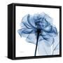 Indigo Rose-Albert Koetsier-Framed Stretched Canvas