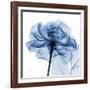 Indigo Rose-Albert Koetsier-Framed Art Print