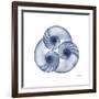 Indigo Sea Nautilus-Albert Koetsier-Framed Premium Giclee Print