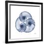 Indigo Sea Nautilus-Albert Koetsier-Framed Premium Giclee Print