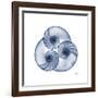 Indigo Sea Nautilus-Albert Koetsier-Framed Art Print