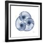 Indigo Sea Nautilus-Albert Koetsier-Framed Art Print