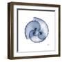 Indigo Sea Shells-Albert Koetsier-Framed Art Print