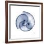 Indigo Sea Shells-Albert Koetsier-Framed Art Print