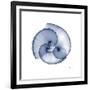 Indigo Sea Shells-Albert Koetsier-Framed Art Print