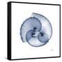 Indigo Sea Shells-Albert Koetsier-Framed Stretched Canvas