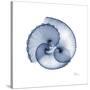 Indigo Sea Shells-Albert Koetsier-Stretched Canvas