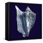 Indigo Shells I-Vision Studio-Framed Stretched Canvas