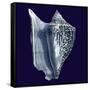 Indigo Shells I-Vision Studio-Framed Stretched Canvas