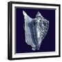 Indigo Shells I-Vision Studio-Framed Art Print