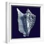 Indigo Shells I-Vision Studio-Framed Art Print