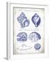 Indigo Shells I-Gwendolyn Babbitt-Framed Art Print