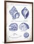 Indigo Shells I-Gwendolyn Babbitt-Framed Art Print