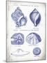 Indigo Shells I-Gwendolyn Babbitt-Mounted Art Print