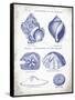 Indigo Shells I-Gwendolyn Babbitt-Framed Stretched Canvas