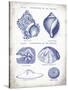 Indigo Shells I-Gwendolyn Babbitt-Stretched Canvas