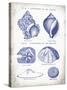 Indigo Shells I-Gwendolyn Babbitt-Stretched Canvas