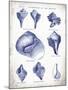 Indigo Shells II-Gwendolyn Babbitt-Mounted Art Print