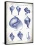 Indigo Shells II-Gwendolyn Babbitt-Framed Stretched Canvas